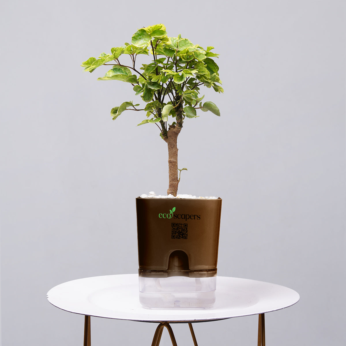 Ficus Bonsai