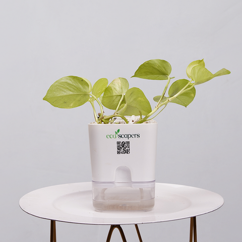 Money Plant Neon