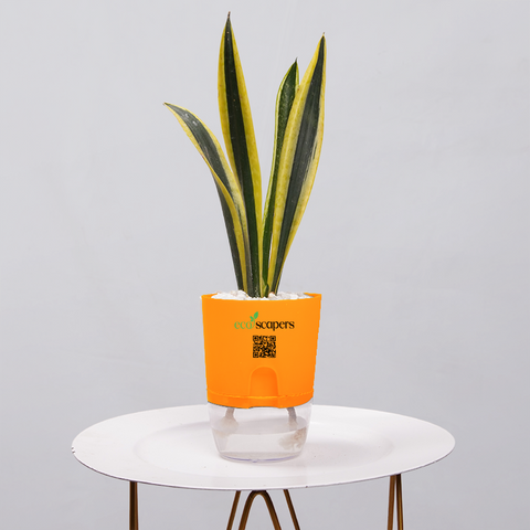 Snake Plant Dwarf Thai