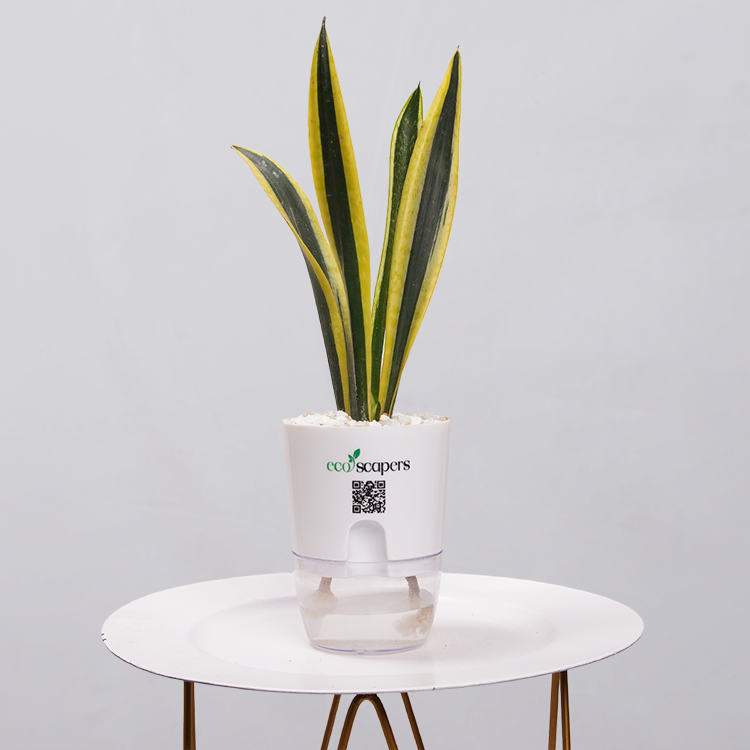 Snake Plant Dwarf Thai