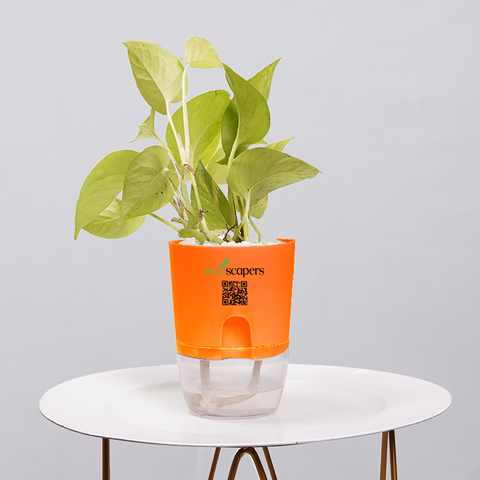 Money Plant Neon