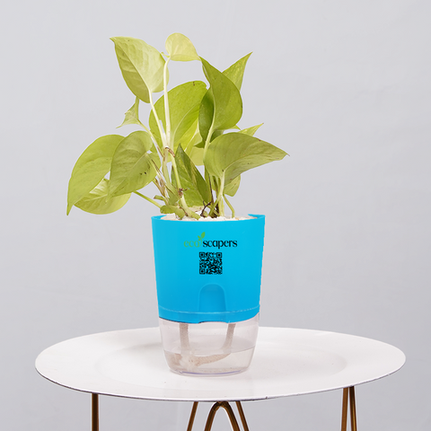 Money Plant Neon