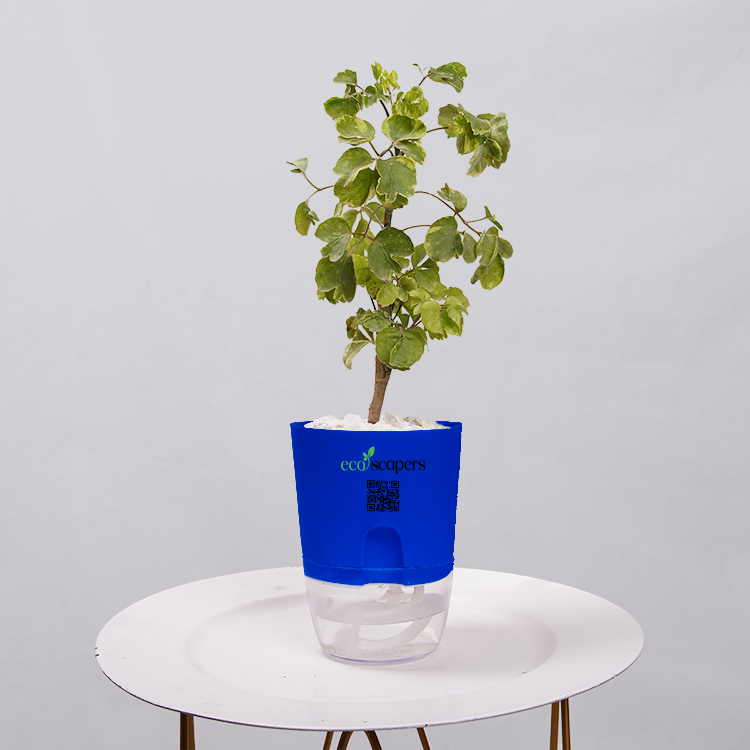 Ficus Bonsai