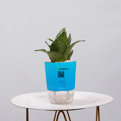 Snake Plant Bird’s Nest (Sansevieria Hahnii)