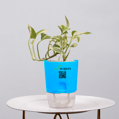 Money Plant Green (Pothos, Epipremnum aureum)