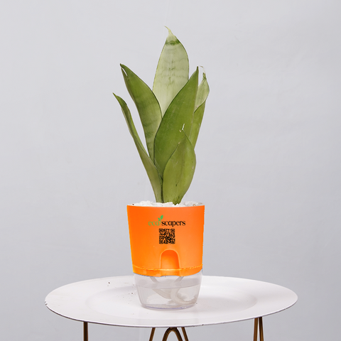 Sansevieria Moonlight