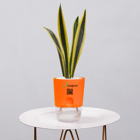 Snake Plant Dwarf Thai