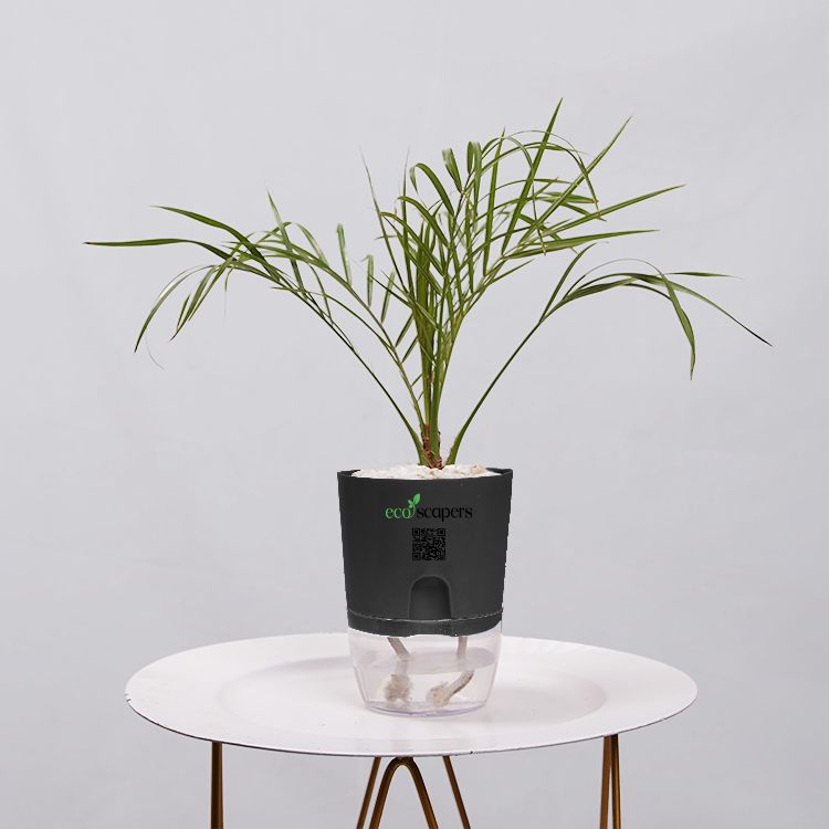 Phoenix Palm