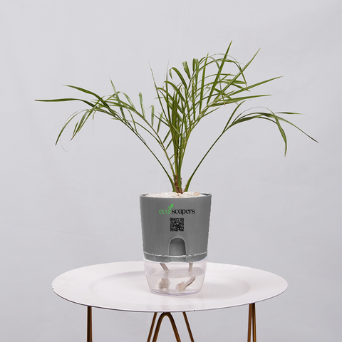 Areca  Golden Cane Palm
