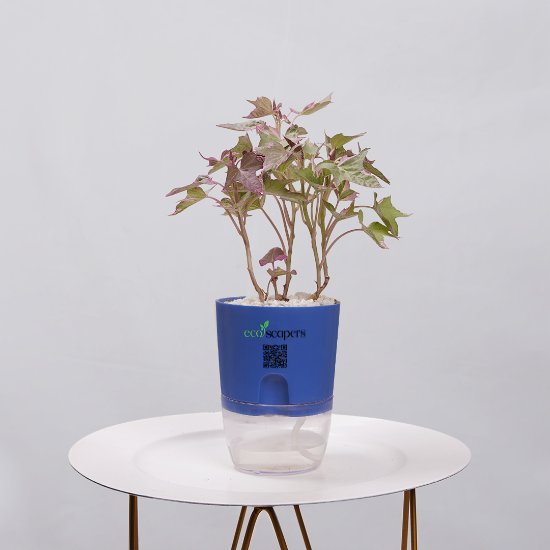 Sweet Potato Vine
