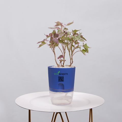 Sweet Potato Vine