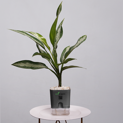 Aglaonema Chinese Evergreen