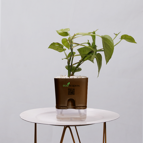 Money Plant Golden