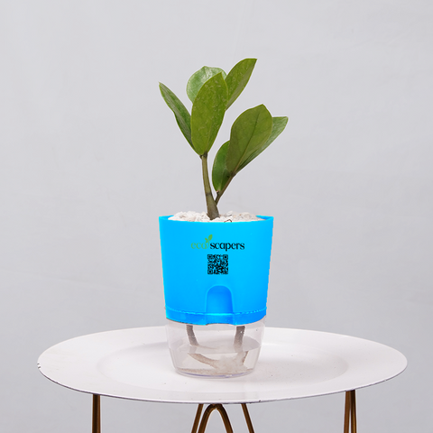 ZZ Plant (Zamioculcas zamiifolia)