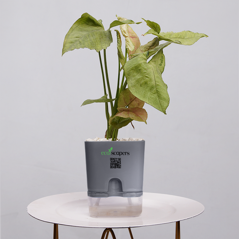 Syngonium Pink (Arrowhead Vine)