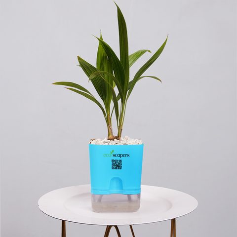 Coconut Palm Seedling