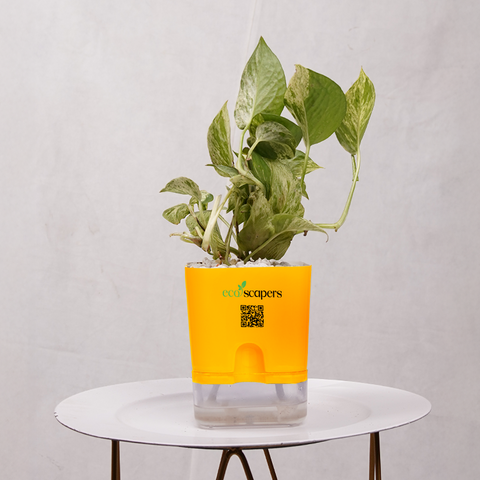 Money Plant Green (Pothos, Epipremnum aureum)