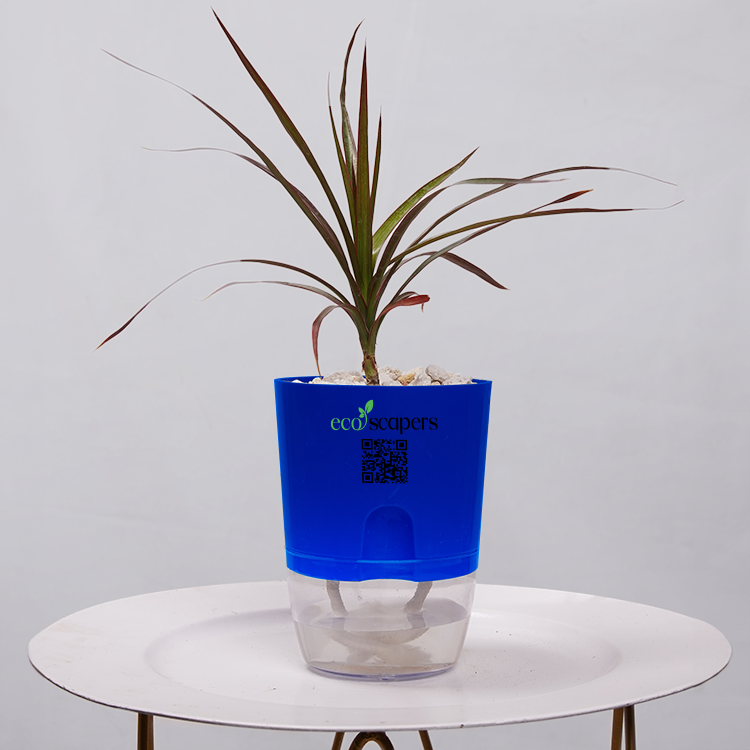 Dracaena Marginata (Dragon Tree)