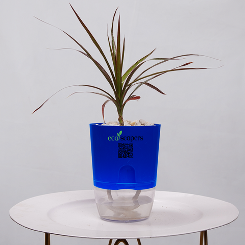 Dracaena Marginata (Dragon Tree)