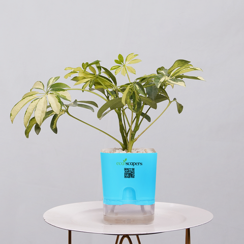 Shefflera (Umbrella Plant)