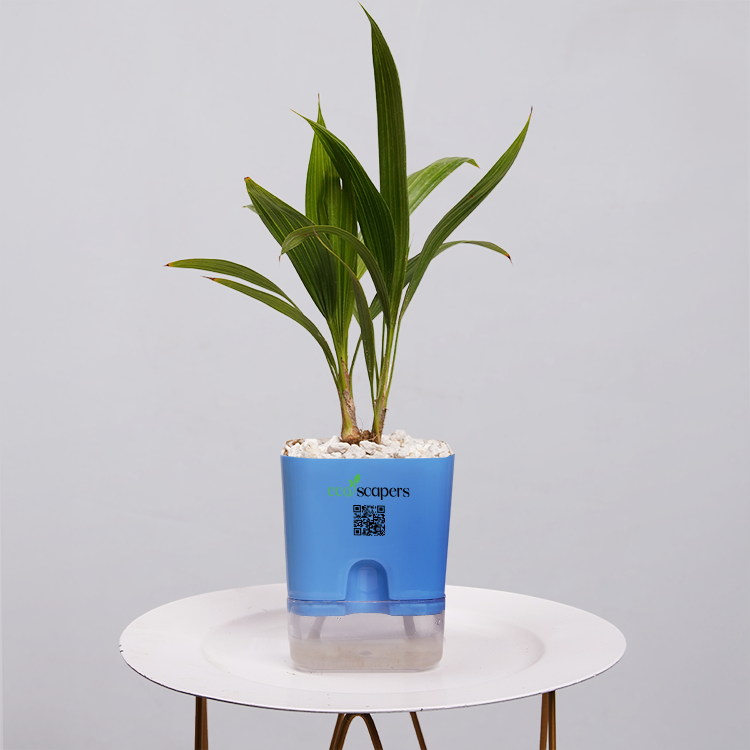 China Palm