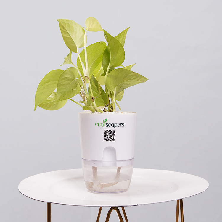 Money Plant Neon