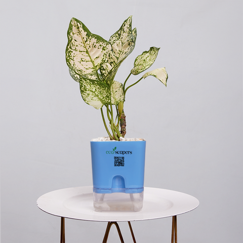 Aglaonema Snow white