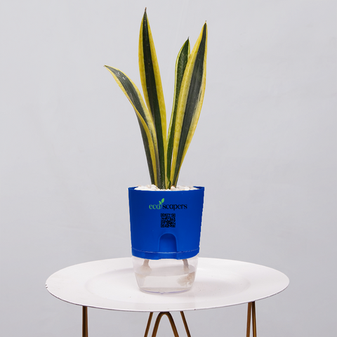 Snake Plant Dwarf Thai