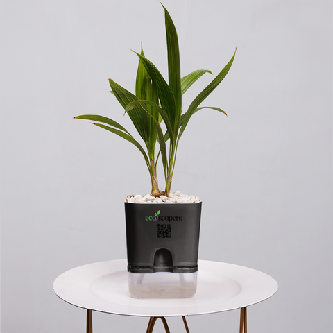 Coconut Palm Seedling