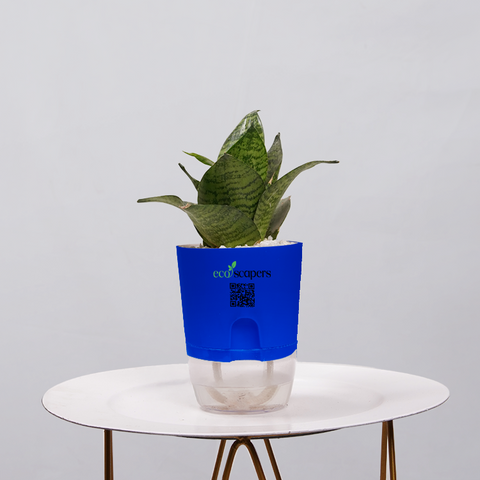 Snake Plant Bird’s Nest (Sansevieria Hahnii)