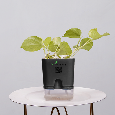 Money Plant Neon