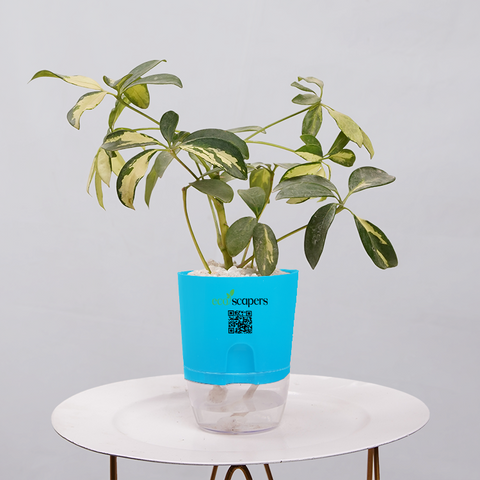 Shefflera (Umbrella Plant)