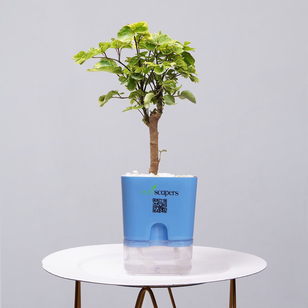 Ficus Bonsai