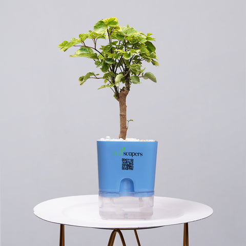 Ficus Bonsai