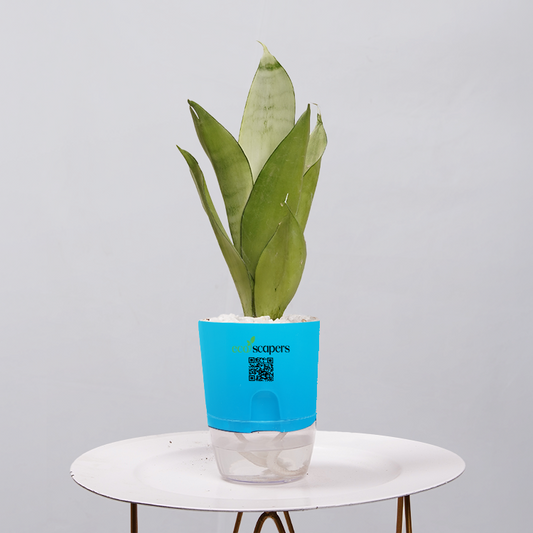 Sansevieria Moonlight 750