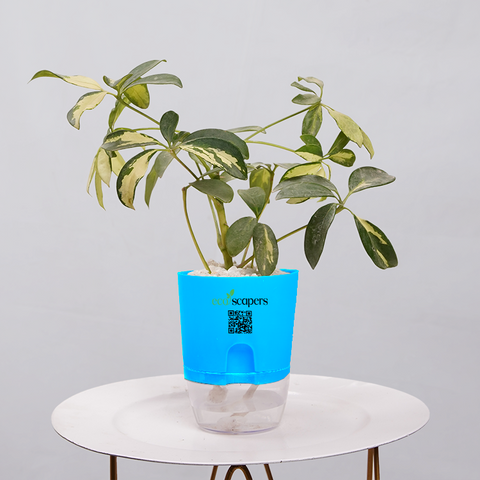 Shefflera (Umbrella Plant)