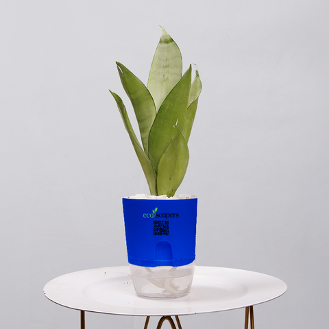 Sansevieria Moonlight