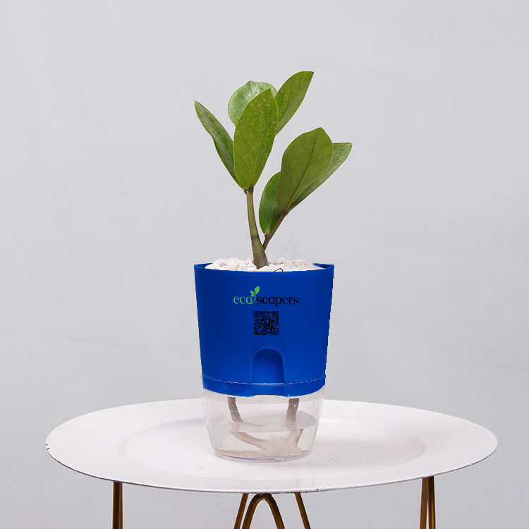 ZZ Plant (Zamioculcas zamiifolia)