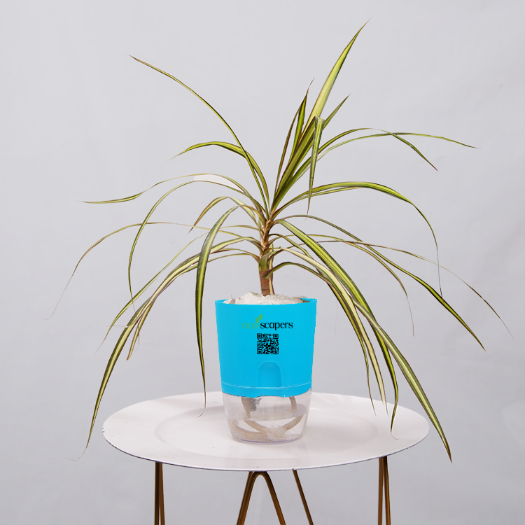 Dracaena marginata Madagascar multicolour