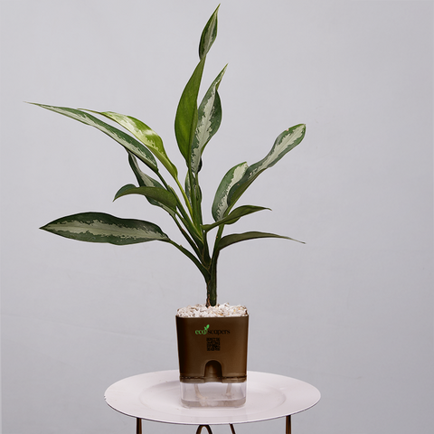 Aglaonema Chinese Evergreen