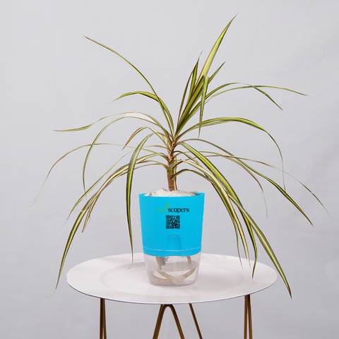 Dracaena marginata Madagascar multicolour