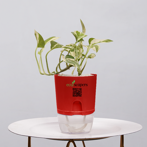 Money Plant Green (Pothos, Epipremnum aureum)