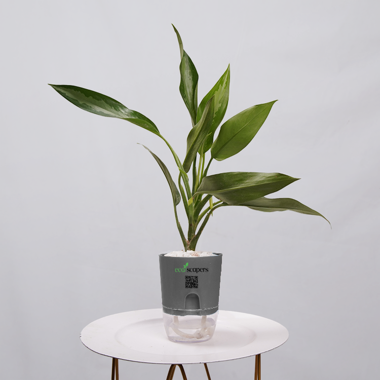 aglaonema tigress flower Leafy Aglaonema Tigress Plant