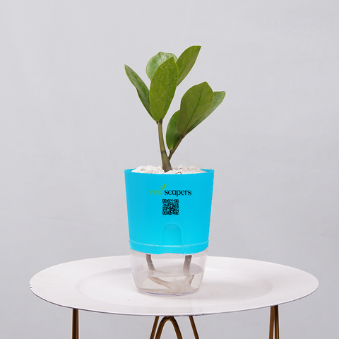 ZZ Plant (Zamioculcas zamiifolia)