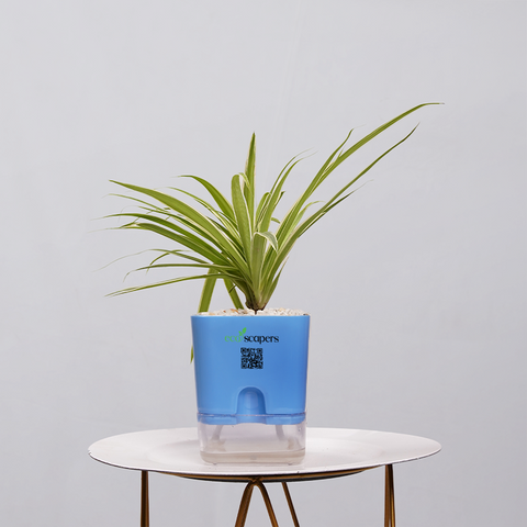 Spider Plant (Chlorophytum comosum)