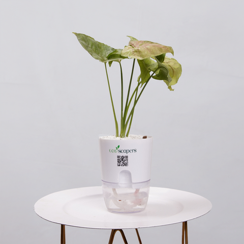 Syngonium Pink (Arrowhead Vine)