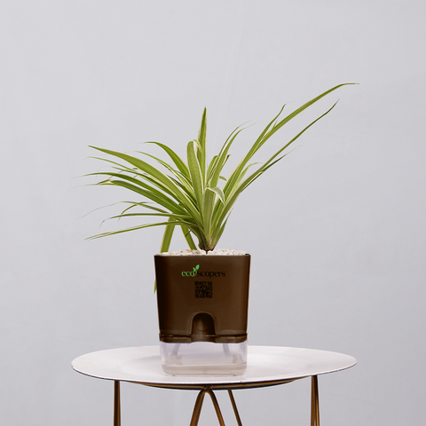 Spider Plant (Chlorophytum comosum)