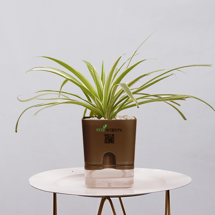 Dracaena marginata Madagascar multicolour