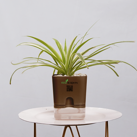 Dracaena marginata Madagascar multicolour