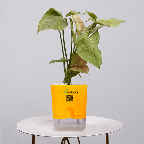 Syngonium Pink (Arrowhead Vine)